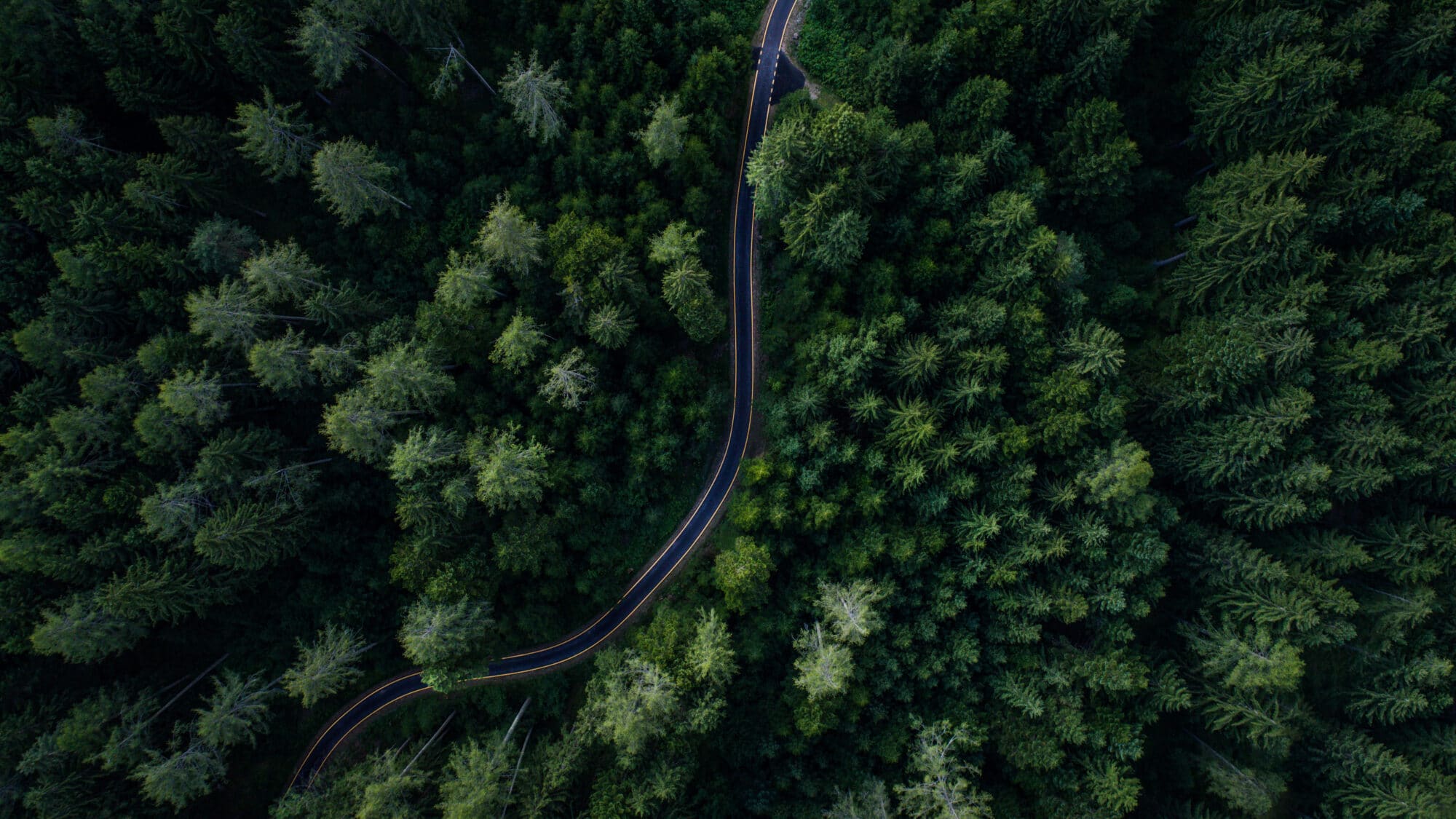 En väg som går genom en grönskande skog taget ovanifrån