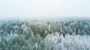 Skog med vinterfrost