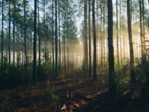 Morgonsol skiner mellan träden i ett skogsparti